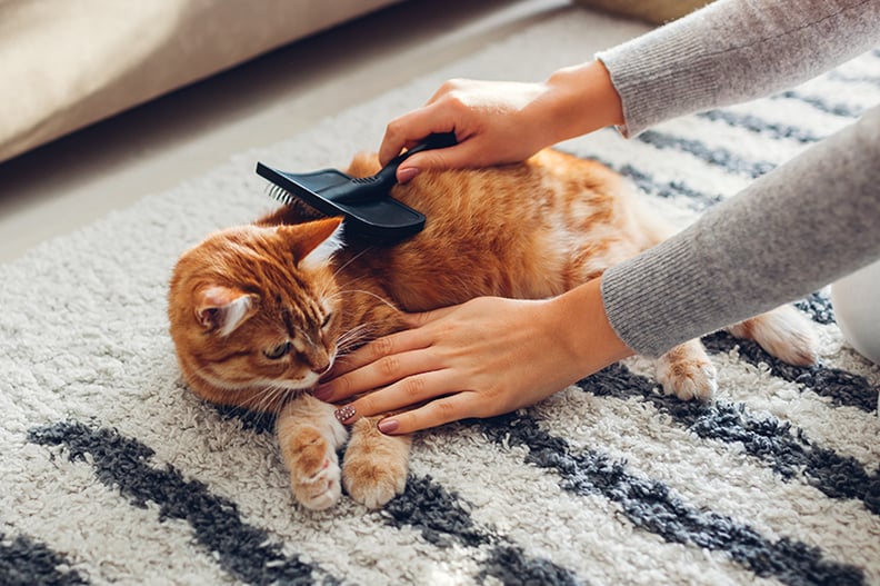 Cat dandruff outlet brush